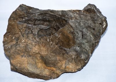 Authentic Grallator Fossil Footprint