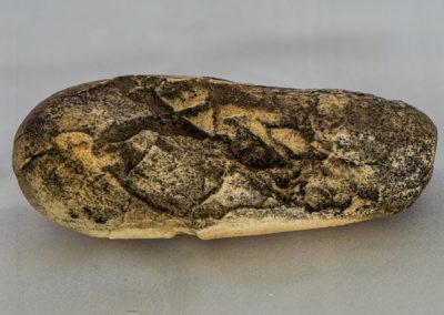 Oviraptor Egg