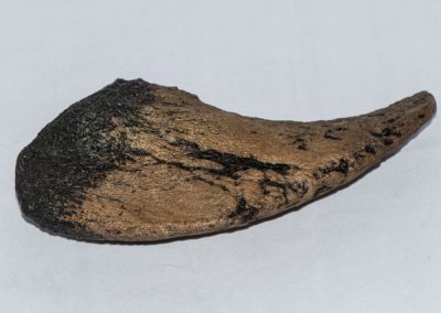 Camarasaurus Toe Claw