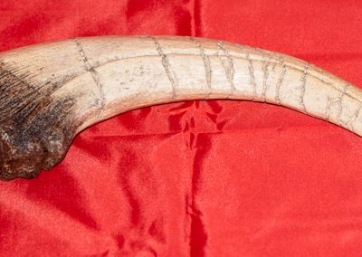 Megaraptor Claw