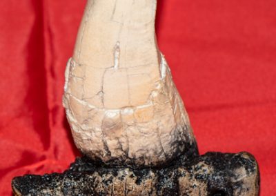 T Rex Tooth