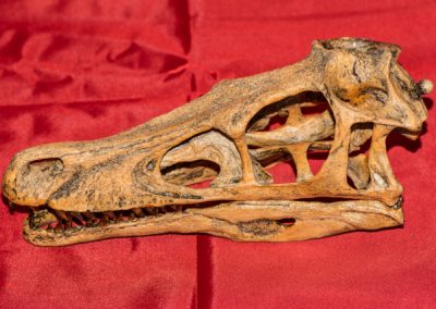 Velociraptor Skull