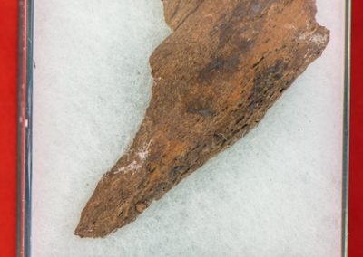 Authentic T Rex Bone Shard