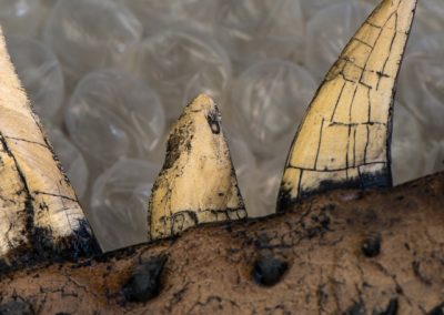 T Rex tooth